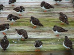 Scheveningen - jonge scholeksters
