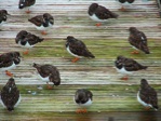 Scheveningen - jonge scholeksters