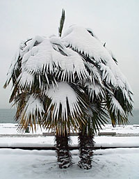 De Chinese Waaierpalm kan wel tegen een beetje sneeuw en kou.